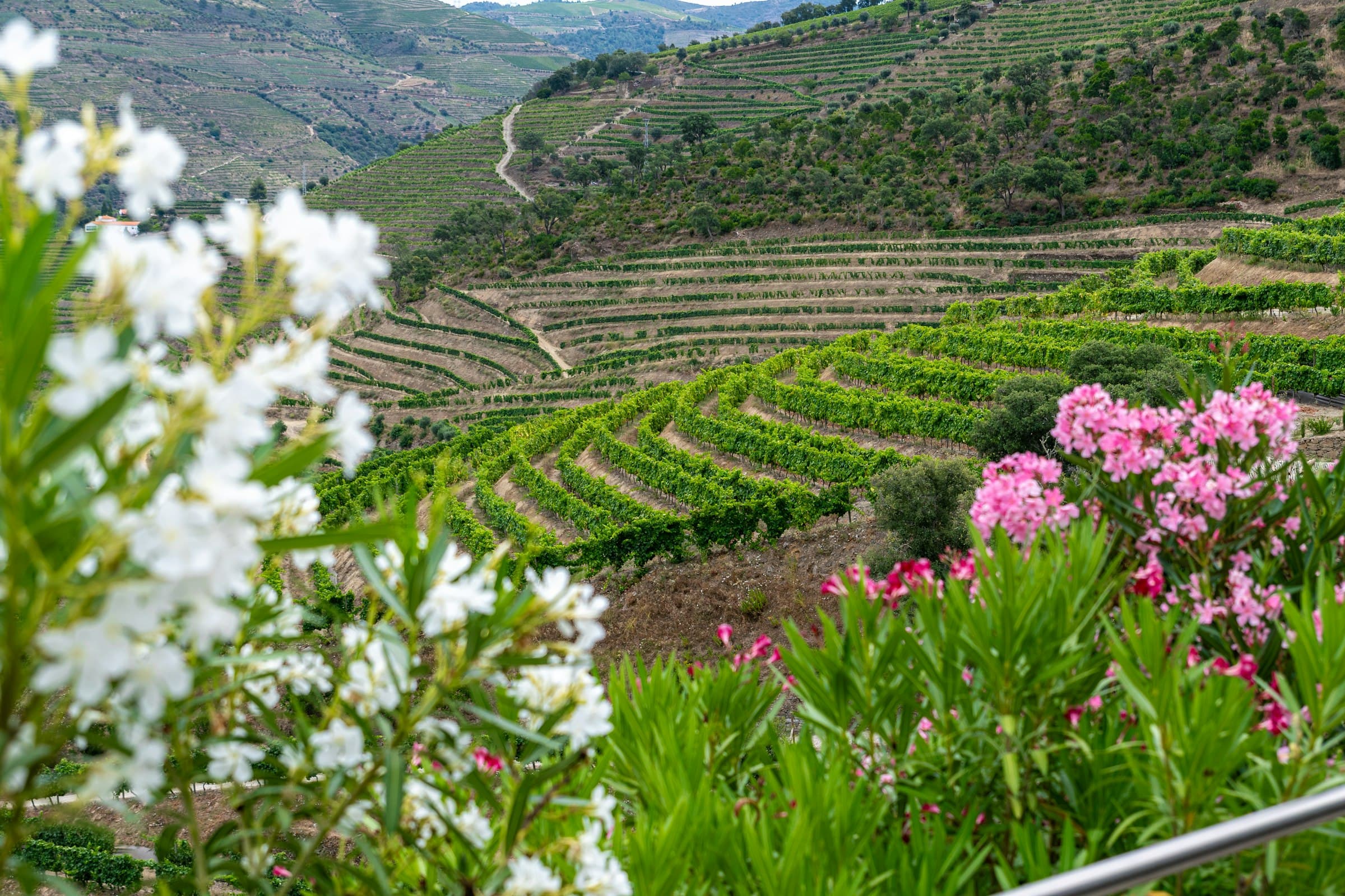 Casar no Douro: quintas, vinhedos e tudo o que precisam de saber